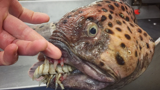 No volverás a dormir tranquilo después de ver las fotos de este pescador ruso de aguas profundas<em></em>